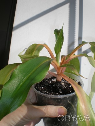продам хлорофитум Green Orange-растение с фото. . фото 1