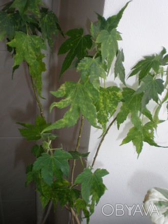 продам взрослое растение абутилион пестролистный Пиктум. . фото 1