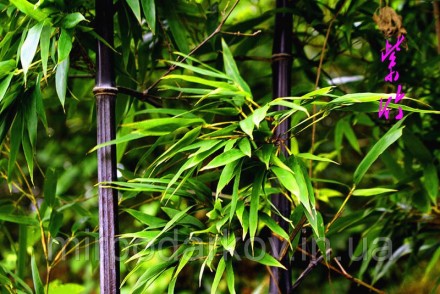 САМЫЕ ОРИГИНАЛЬНЫЕ РАСТЕНИЯ МИРА
Семена бамбука - многоцветный фиолетовый Zizhu. . фото 3