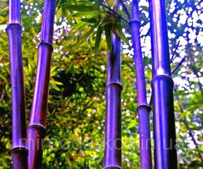 САМЫЕ ОРИГИНАЛЬНЫЕ РАСТЕНИЯ МИРА
Семена бамбука - многоцветный фиолетовый Zizhu. . фото 2