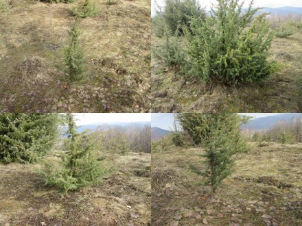 Можжевельник обыкновенный Juniperus, или Верес саженцы под заказ. Можжевельник п. . фото 3