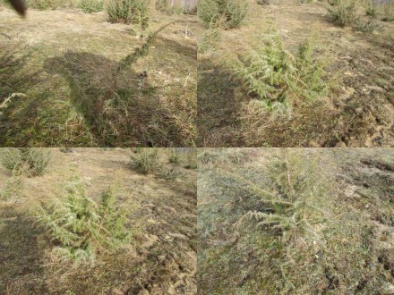 Можжевельник обыкновенный Juniperus, или Верес саженцы под заказ. Можжевельник п. . фото 5