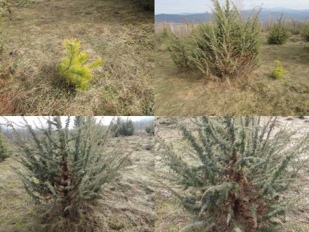 Можжевельник обыкновенный Juniperus, или Верес саженцы под заказ. Можжевельник п. . фото 6