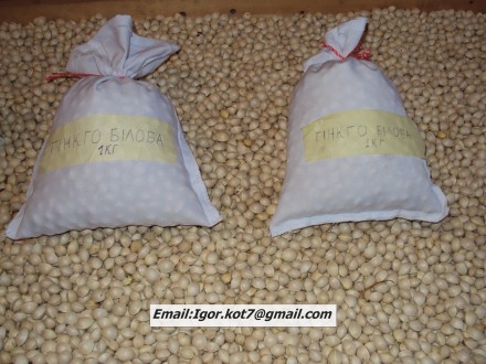 Продам семена гинкго билоба. Цена 1 ореха 2грн. Цена килограмма 600грн, от 2-ух . . фото 2