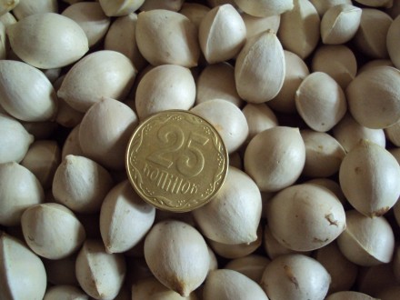 Продам семена гинкго билоба. Цена 1 ореха 2грн. Цена килограмма 600грн, от 2-ух . . фото 5