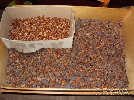Продам семена кипариса болотного или таксодий по цене 40 грн. за 10 грамм. Семен. . фото 1