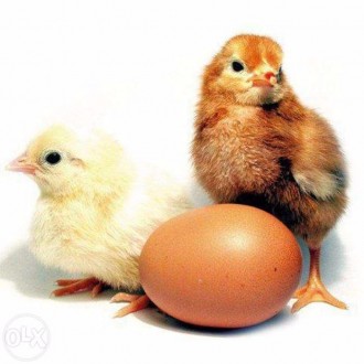 Продам инкубационные яйца от кур " Ломан-Браун"

Яйца имеют средний размер, их. . фото 2