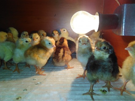 Продам инкубационные яйца от кур " Ломан-Браун"

Яйца имеют средний размер, их. . фото 5