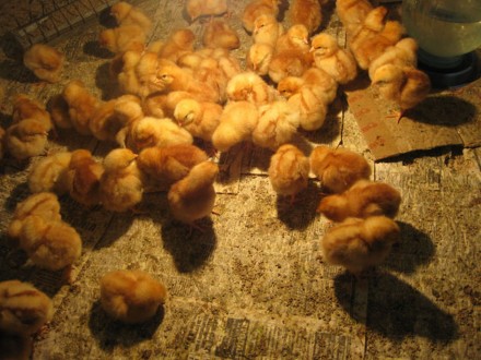 Продам инкубационные яйца от кур " Ломан-Браун"

Яйца имеют средний размер, их. . фото 6