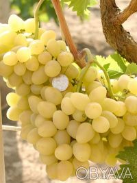 Саженцы лучших сортов винограда (более 50 сортов) - все сорта комплексно и мороз. . фото 3