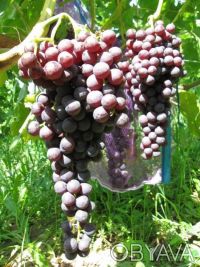 Саженцы лучших сортов винограда (более 50 сортов) - все сорта комплексно и мороз. . фото 5