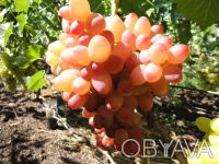 Саженцы лучших сортов винограда (более 50 сортов) - все сорта комплексно и мороз. . фото 7