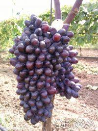 Саженцы лучших сортов винограда (более 50 сортов) - все сорта комплексно и мороз. . фото 6