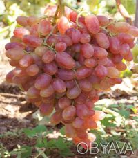 Саженцы лучших сортов винограда (более 50 сортов) - все сорта комплексно и мороз. . фото 2