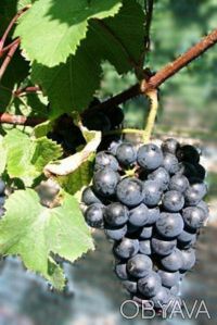 Саженцы лучших сортов винограда (более 50 сортов) - все сорта комплексно и мороз. . фото 9