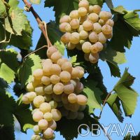 Саженцы лучших сортов винограда (более 50 сортов) - все сорта комплексно и мороз. . фото 8