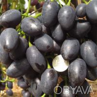 Саженцы лучших сортов винограда (более 50 сортов) - все сорта комплексно и мороз. . фото 4