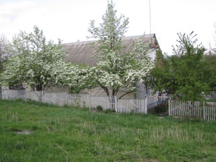 Продаю велику земельну ділянку(0,82га) в селі Тростинка Васильківського району К. . фото 2