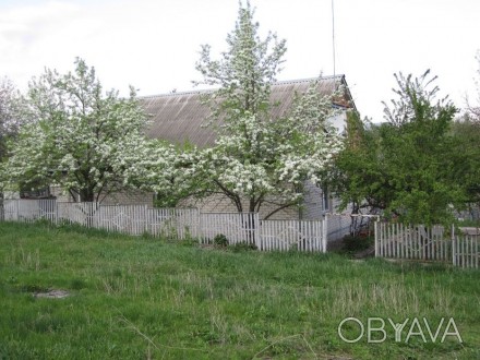 Продаю велику земельну ділянку(0,82га) в селі Тростинка Васильківського району К. . фото 1
