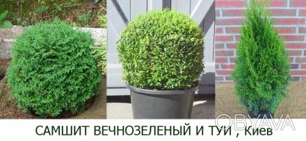 Продаю самшит вечнозеленый, туи, елочки разного возраста, в розницу и оптом
Пре. . фото 1