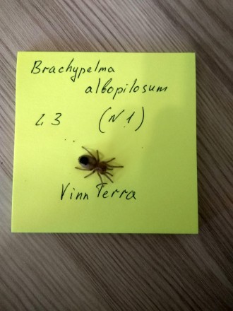 Brachypelma albopilosum или брахипельма альбопилосум является одним из самых рас. . фото 3