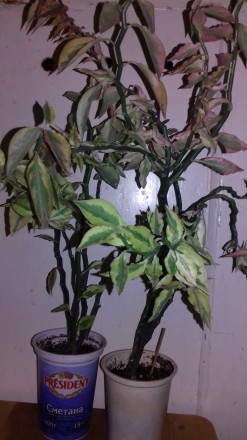 Педилантус – это комнатное растение. У него зеленые плотные листочки, необычные . . фото 2