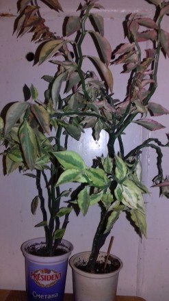 Педилантус – это комнатное растение. У него зеленые плотные листочки, необычные . . фото 3