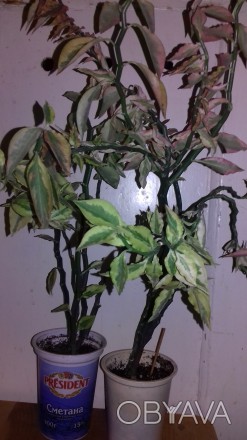Педилантус – это комнатное растение. У него зеленые плотные листочки, необычные . . фото 1