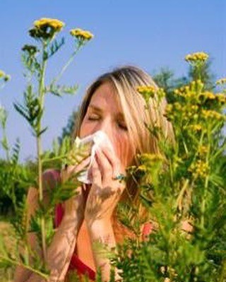 Еще один продукт , оказывающий помощь при любых случаях аллергии .Облегчает дыха. . фото 3