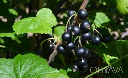 Продам плоди чорної смородини сорту ювілейна-копаня (рання) урожаю 2018 року руч. . фото 1