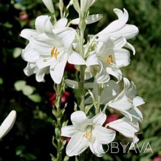 Лилия лечебная белая, станет настоящим украшением Вашего сада. Цветение июнь-июл. . фото 1