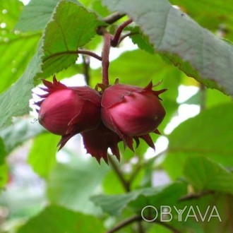 Предлагаем приобрести саженцы фундука (лесного ореха) сорта Пурпурный. Саженцы в. . фото 1