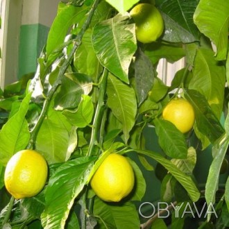 Семена желтого малазийского лимона 50 шт. . фото 1