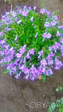 Колокольчик Портеншлага, многолетнее растение, цветет с середины мая до осени, х. . фото 1