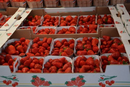 Свежая ягода Джоли ,Ханей с поля .Сбор урожая в евротару или томатку. Цена догов. . фото 3