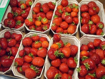 Свежая ягода Джоли ,Ханей с поля .Сбор урожая в евротару или томатку. Цена догов. . фото 4