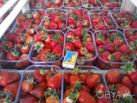 Свежая ягода Джоли ,Ханей с поля .Сбор урожая в евротару или томатку. Цена догов. . фото 1