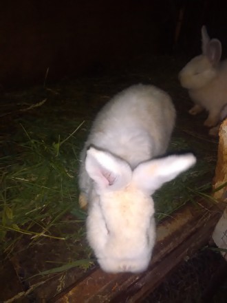 Кролики породы НЗБ.. . фото 4