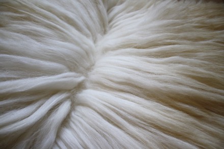 Новые, натуральные овечьи шкуры для изготовления кукольных париков от производит. . фото 9
