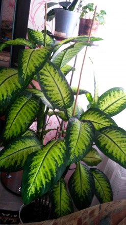 7-ми летнее здоровое, ухоженное растение, 1.40 м.в высоту. . фото 2