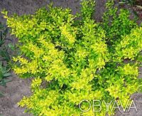 Саженцы: бирючина золотая куст (Ligustrum  gold)

Саженцы декоративных растени. . фото 2