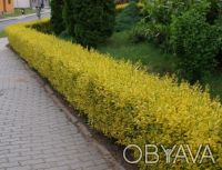 Саженцы: бирючина золотая куст (Ligustrum  gold)

Саженцы декоративных растени. . фото 3