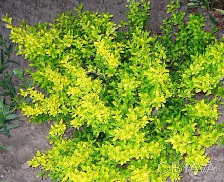 Саженцы: бирючина золотая куст (Ligustrum  gold)

Саженцы декоративных растени. . фото 1