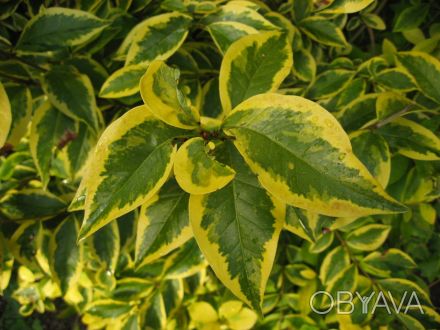 Саженцы: бирючина золотая вариегатная  (Ligustrum variegata gold)

Саженцы дек. . фото 1