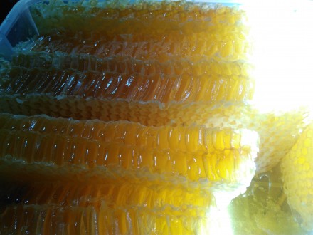 Пропоную мед на різний смак:

Цвіточний/майський;
Акація;
Липа; 
Різнотрав'. . фото 4