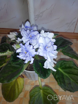 Квітучі,та садженці біло-фіолетової фіалки. . фото 1