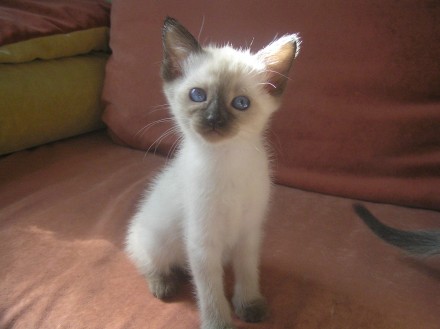 Продам голубоглазых котят тайской (старосиамской) породы.
Родились 26.07.19.
М. . фото 2
