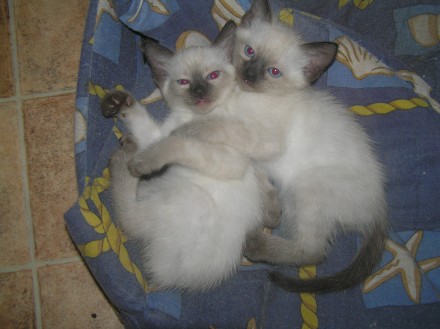 Продам голубоглазых котят тайской (старосиамской) породы.
Родились 26.07.19.
М. . фото 6