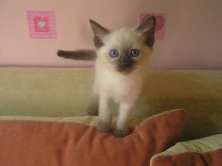 Продам голубоглазых котят тайской (старосиамской) породы.
Родились 26.07.19.
М. . фото 3