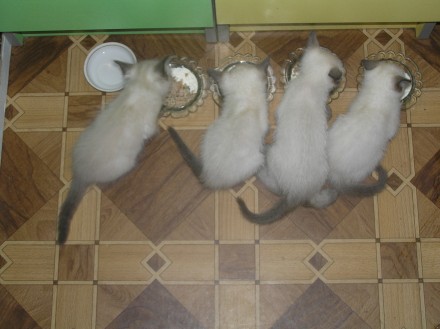 Продам голубоглазых котят тайской (старосиамской) породы.
Родились 26.07.19.
М. . фото 7